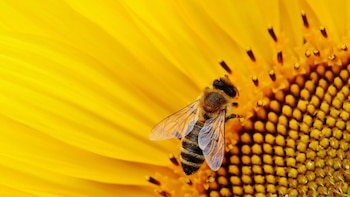 Nuestro país es uno de