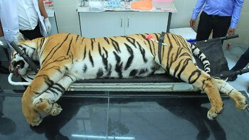 Avni tendida muerta. Fue cazada