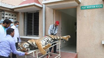 Avni o T1 es ingresada