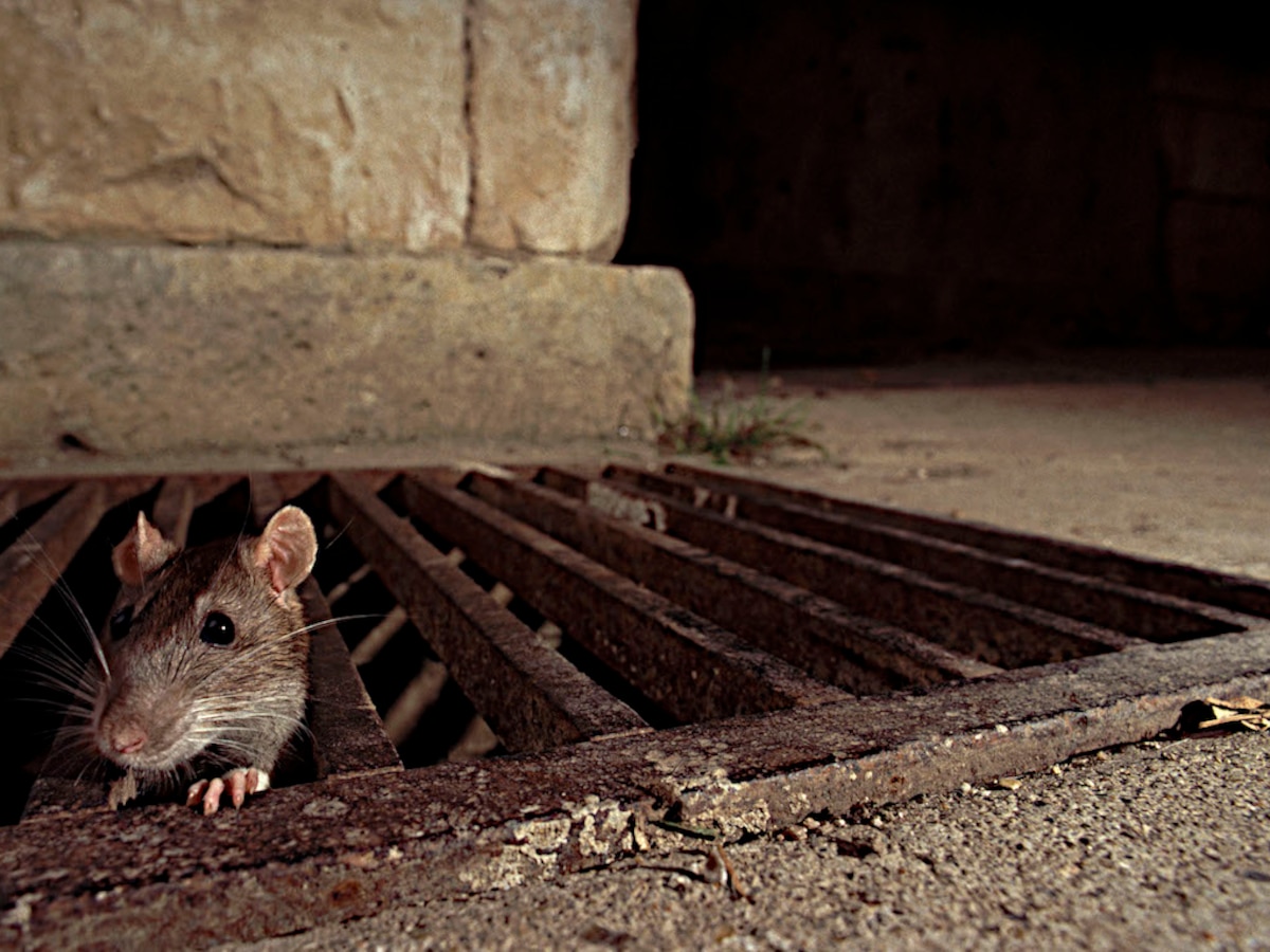 El cambio climático podría detonar una "explosión de ratas" en ciudades como Chicago y Nueva York - Infobae