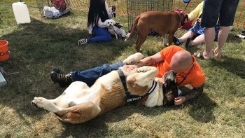 Cuando los canes escucharon los