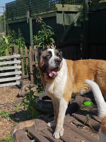 Winston, un perro guardián de