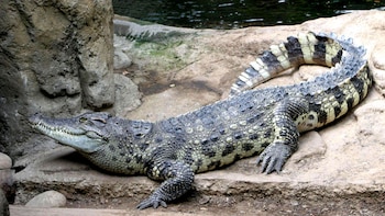 El hombre, de 75 años,