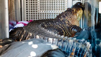 Catfish, el caimán que vivía