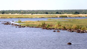 Búfalos ahogados en la la