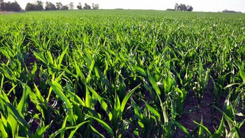 La mayoría de las empresas