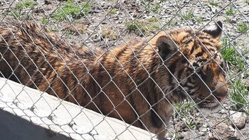 El tigre encontrado por la