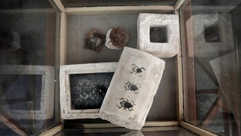 Escarabajos momificados (AP Photo/Nariman El-Mofty)