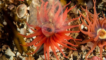 La zona es rica en todo tipo de diversidad natural fría