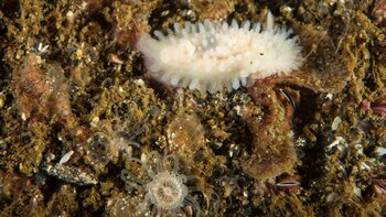 El relevamiento de algunas especies marina muy poco vistas