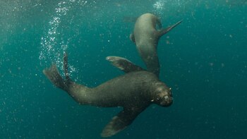 La población de lobos marinos ha ido disminuyendo a medida que crece la actividad pesquera