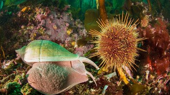 Las cámaras de profundidad relevaron exóticas especies