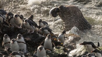 Lobos marinos y pingüinos son un paisaje natural del lugar