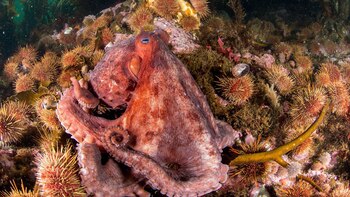 Pulpos y otros animales marinos están amenazados por la actividad humana