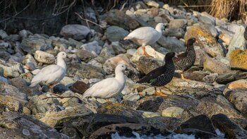Existen 24 tipos de aves en la zona a proteger