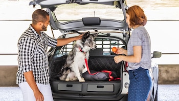 Por seguridad el animal no