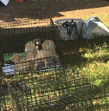 130 animales fueron rescatados del