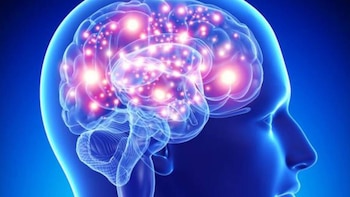 ¿Por qué evolucionó nuestro cerebro?