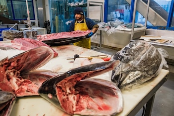 El atún rojo es procesado