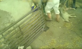 La ONG denunció que el