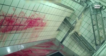 La ONG denunció que los