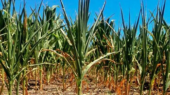 Maíz amarillo transgénico (Foto NA)