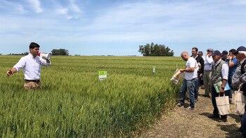 Una jornada “a campo” en Chacabuco, donde los líderes del trigo compartieron experiencias y conocimento.