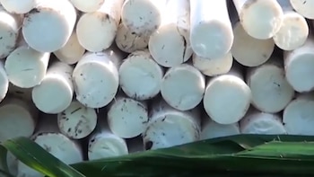 Su extracción tiene un alto