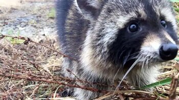 El pequeño mapache había comido
