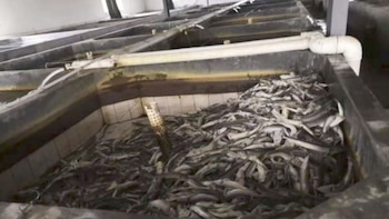 La especie es uno de