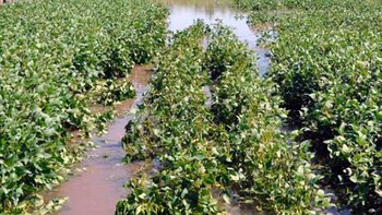 Estas regiones recibieron en apenas