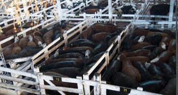 La obra en Cañuelas es