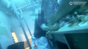 Captura del video filmado con cámara oculta donde se observa el presunto abuso que sufrieron los pollos en la planta de Maryland (Captura video/The Washington Post)