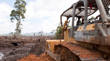 Bosques arrasados en Kalimantan, Indonesia.