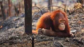 Resistir. Un orangután mira la