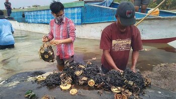 En el estómago había 115