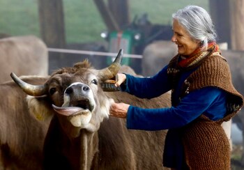 Claudia, la esposa de Armin Capaul, limpia a una vaca antes del voto nacional que tendrá lugar el próximo 25 de noviembre (Foto Reuters)