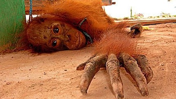 La población de orangutanes se