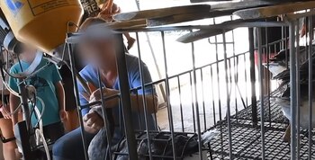 (Foto: @IgualdadAnimal)