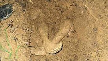 Los cuerpos de los tres