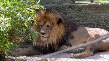 Melena, el león que será