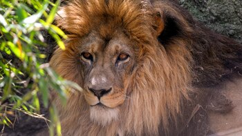 El macho pesa alrededor de