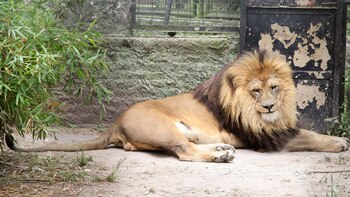 Los hermanos leones habían permanecido
