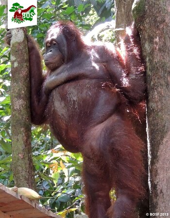 Pony es una orangutana que