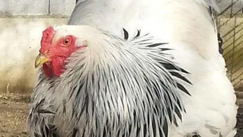 Merakli, vive en una granja