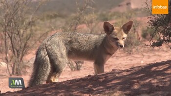 En Talampaya viven más de 120 especies