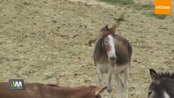 Por la presencia de burros se desató un fuerte desequilibrio en el hábit, cuyo origen hay que buscarlo en la competencia por la comida