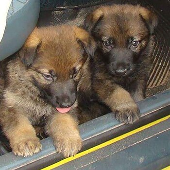 Los proteccionistas piden que se