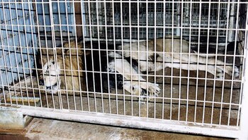 Un león enjaulado en un