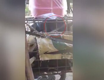 (Foto: Sound of Animals)